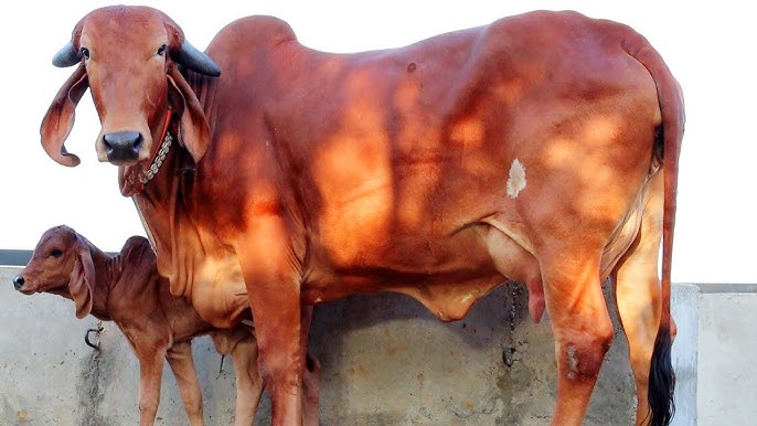 Samad Cow Sri Vrindavan Gau Dham - Sacred Cow Sanctuary